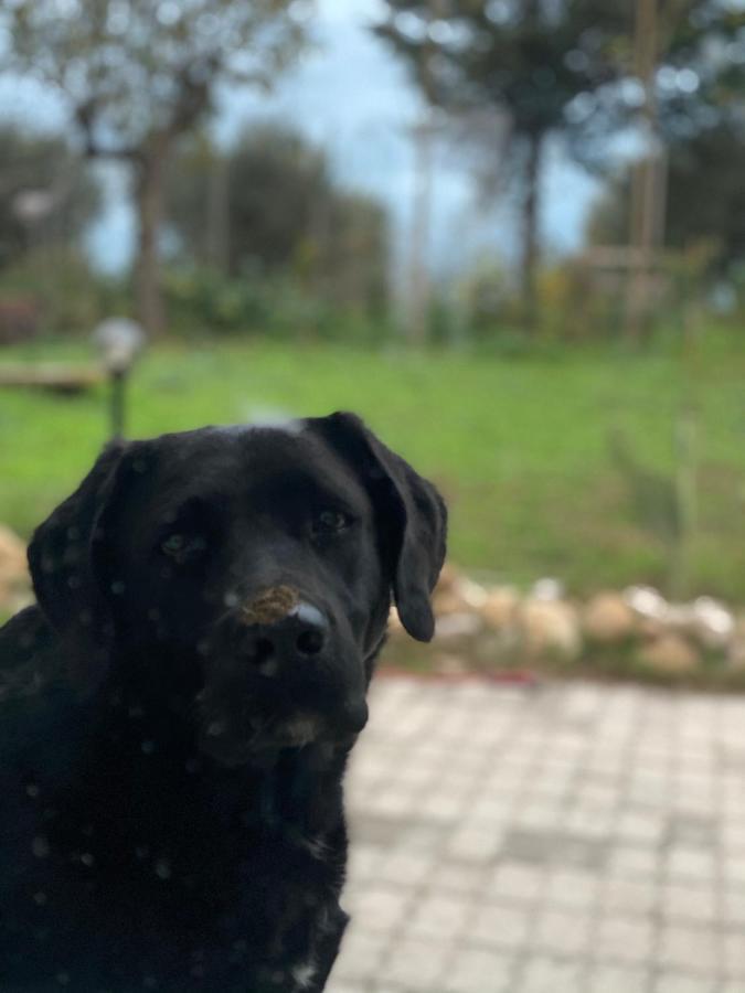 Bed and Breakfast Bombrelais Apice Esterno foto